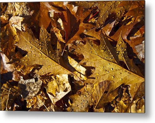 Leaf Metal Print featuring the photograph Autumn Groundcover by Owen Weber