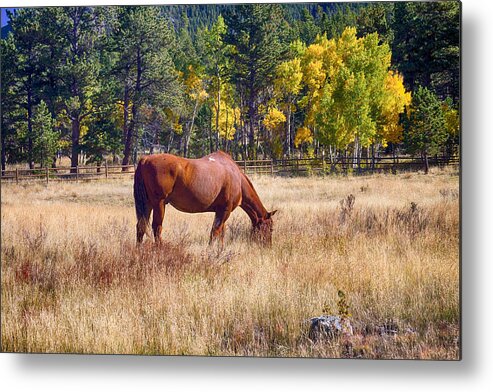 Autumn Metal Print featuring the photograph Autumn High Country Horse Grazing by James BO Insogna