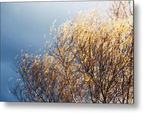 Tree Metal Print featuring the photograph Autumn is Leaving by Gwyn Newcombe