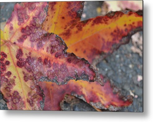  Metal Print featuring the photograph Autumn by Kianna Patterson