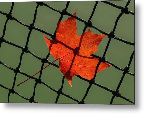 Leaf Metal Print featuring the photograph Autumn Leaf In Net by Gary Slawsky