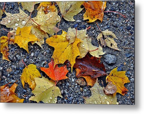 Autumn Metal Print featuring the photograph Autumn Leaves in Rain by Phyllis Meinke