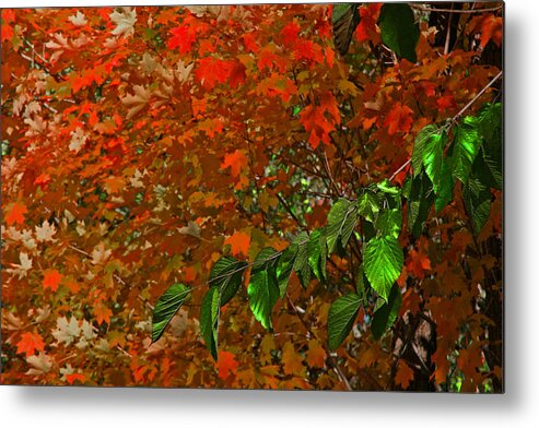 Leaves Metal Print featuring the photograph Autumn Leaves In Red And Green by Andy Lawless