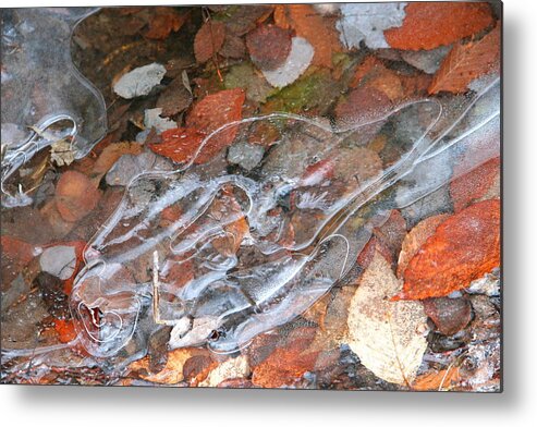 Autumn Leaves Metal Print featuring the photograph Autumn Leaves under Ice by Dr Carolyn Reinhart