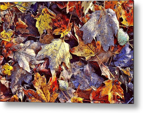 Autumn Metal Print featuring the photograph Autumn Leaves with Frost by Phyllis Meinke