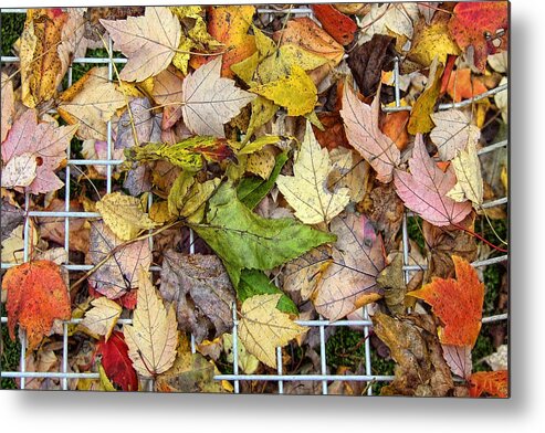 Leaf Metal Print featuring the photograph Autumn Medley by Louise Kumpf