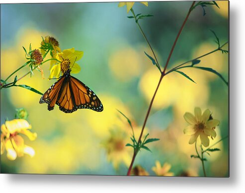 Monarch Metal Print featuring the photograph Autumn Monarch by Joel Olives