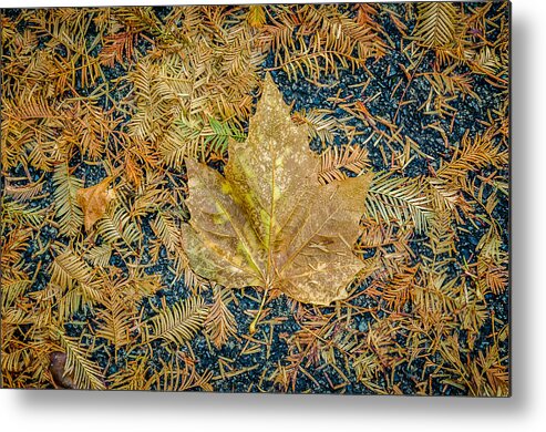 Fall Colours Metal Print featuring the photograph Autumn Palette by Roxy Hurtubise