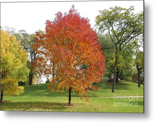 Autumn Metal Print featuring the photograph Autumn red tree by Michael Paskvan