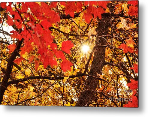 Autumn Photo Metal Print featuring the photograph Autumn Sunrise Painterly by Andee Design