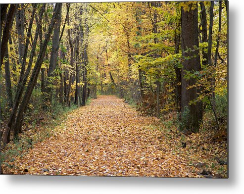 Forest Metal Print featuring the photograph Autumn Walk by John Crothers