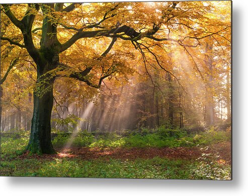 Tranquility Metal Print featuring the photograph Autumn Woods, Peak District by John Finney Photography