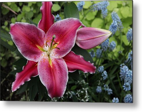 Garden Metal Print featuring the photograph Awed by Dervent Wiltshire