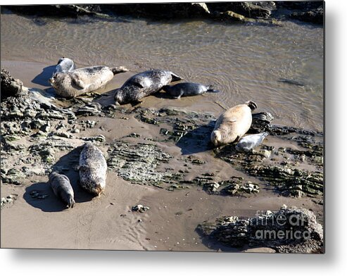 Seal Metal Print featuring the photograph Baby and Mama Seals by Henrik Lehnerer