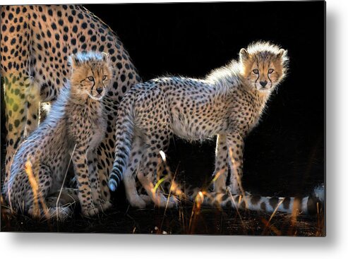 Fur Metal Print featuring the photograph Baby Cheetahs by Jun Zuo