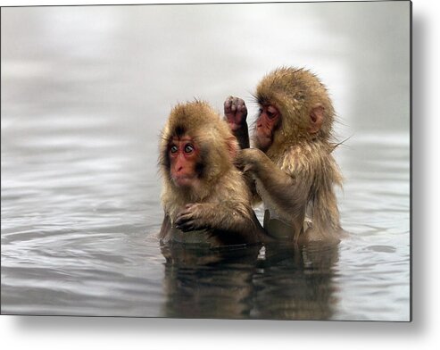 Animal Themes Metal Print featuring the photograph Baby Japanese Macaques Snow Monkeys by Oscar Tarneberg
