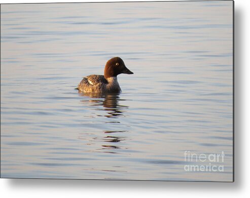 Water Metal Print featuring the photograph Baby Merganser by Mary Mikawoz