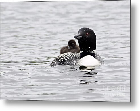 Photography Metal Print featuring the photograph Baby on Board by Larry Ricker