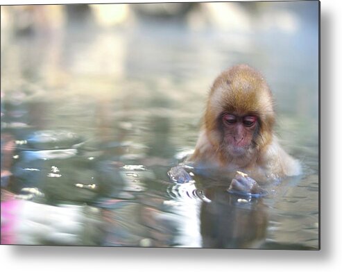 Animal Themes Metal Print featuring the photograph Baby Snow Monkey In Hot Spring by Electravk