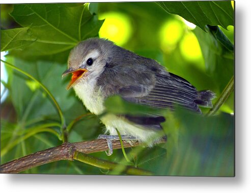 Sparrow Metal Print featuring the photograph Baby Sparrow in the Maple Tree by Karon Melillo DeVega