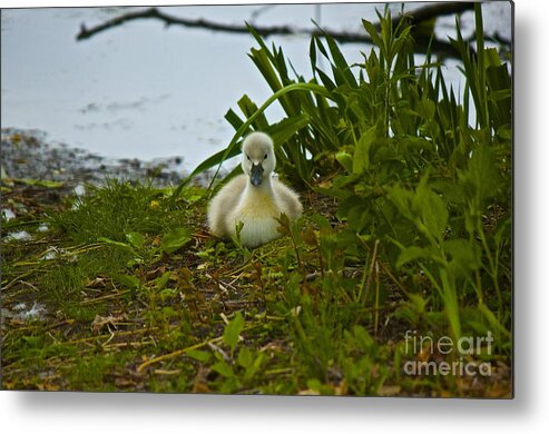 Swan Metal Print featuring the photograph Baby Swan by Amazing Jules