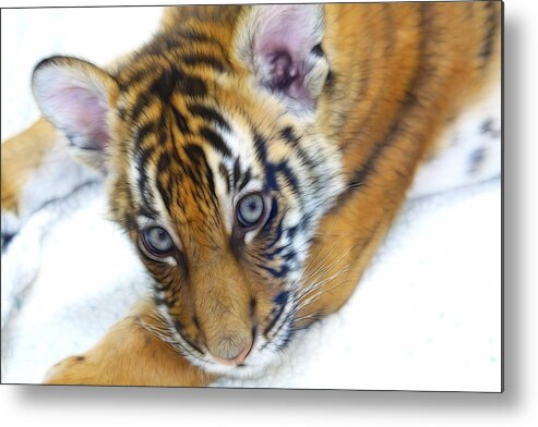 Baby Tiger Metal Print featuring the photograph Baby Tiger by Steve McKinzie