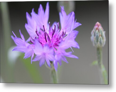 Flower Metal Print featuring the photograph Bachelor's Buttons by Ruth Kamenev