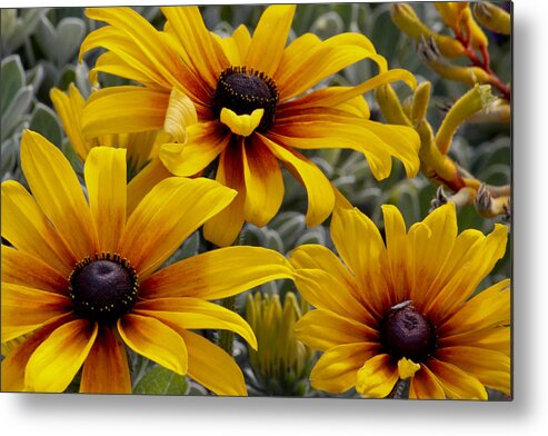 Back Eyed Susan Metal Print featuring the photograph Back-Eyed-Susan by Ivete Basso Photography