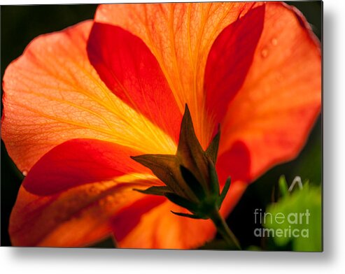 Flower Metal Print featuring the photograph Back Lit by Dale Powell