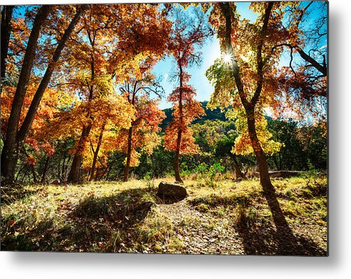 Lost Maples Metal Print featuring the photograph Backlit wonderland - Lost Maples State Natural Area Texas Hill Country by Silvio Ligutti