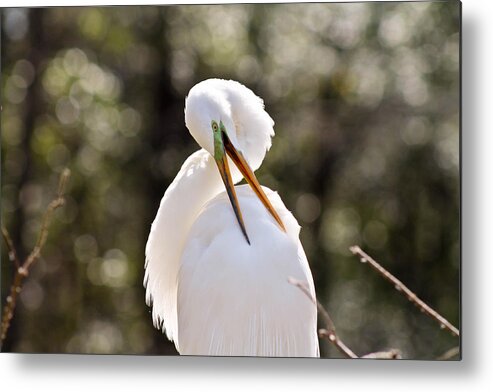 Egret Metal Print featuring the photograph Back Scratching Egret by Jessica Brown