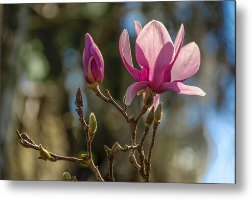 Backlit Metal Print featuring the photograph Background Magic by Penny Lisowski