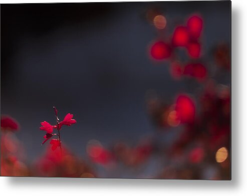Backlight Metal Print featuring the photograph Backlight by Chad Dutson