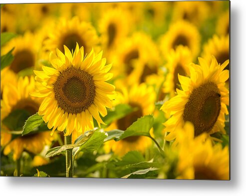 Sunflower Metal Print featuring the photograph Backlit Sunflower by Mark Rogers