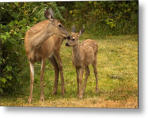 Wildlife Metal Print featuring the photograph Motherly Love by Inge Riis McDonald