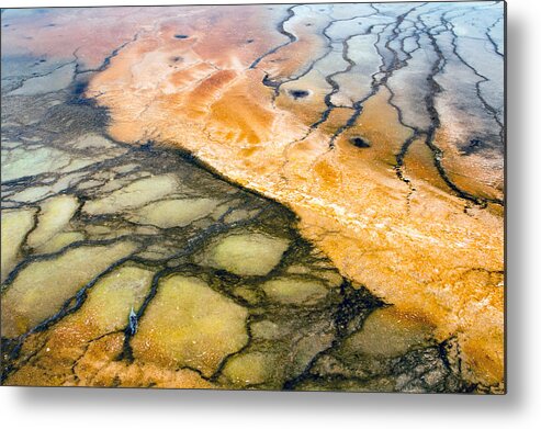 Thermophile Metal Print featuring the photograph Bacterial Art 1 by Nicholas Blackwell