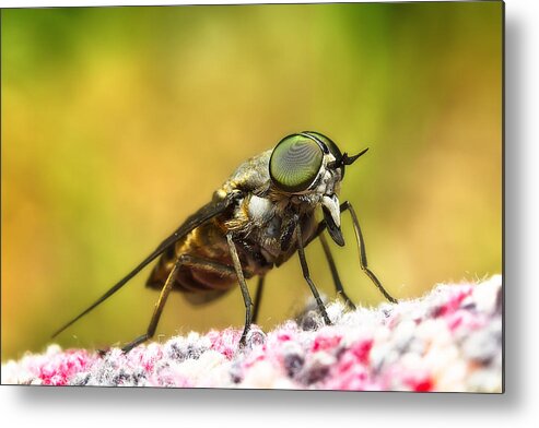 Sand Fly Metal Print featuring the photograph Bad sand fly 01 by Kevin Chippindall