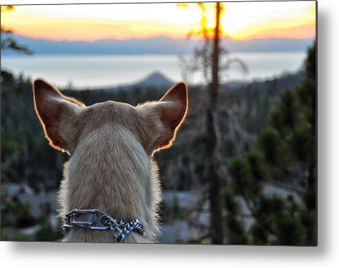 Bailey Metal Print featuring the photograph Bailey and Sunset - Lake Tahoe - Nevada by Bruce Friedman