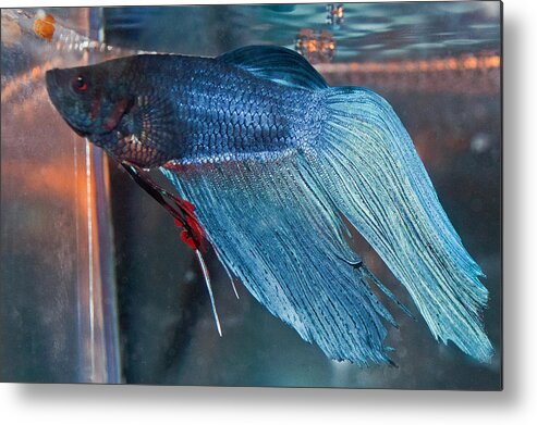Betta Fish Metal Print featuring the photograph Bait the Betta by Tikvah's Hope