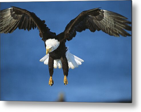 Feb0514 Metal Print featuring the photograph Bald Eagle Flying Kenai Peninsula Alaska by Tom Vezo