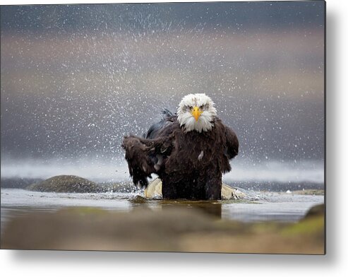 Eagle Metal Print featuring the photograph Bald Eagle by Milan Zygmunt