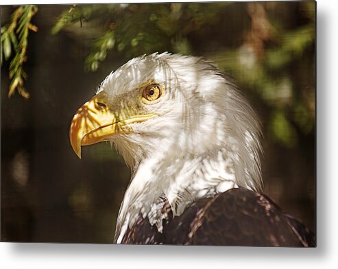 Animal Metal Print featuring the photograph Bald Eagle Portrait by Brian Cross