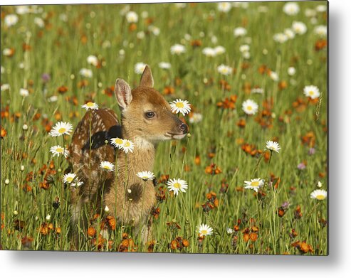 Fawn Metal Print featuring the photograph Bambi by Jack Milchanowski