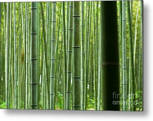Bamboo Metal Print featuring the photograph Bamboo Forest by Scott Kerrigan