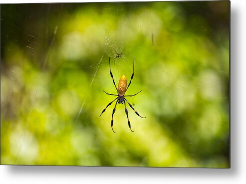 Banana Spider Metal Print featuring the photograph Banana Spider by John M Bailey