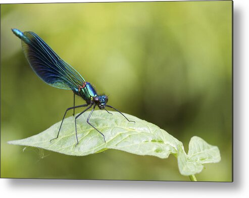 Banded Demoiselle Metal Print featuring the photograph Banded demoiselle by Chris Smith