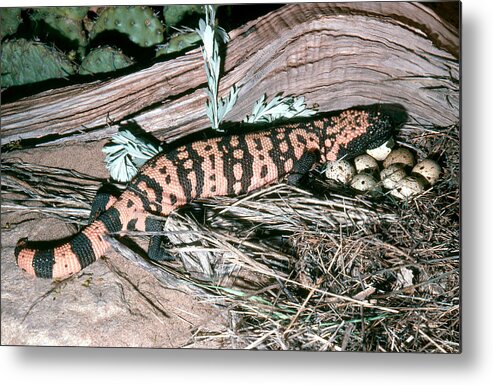 Animal Metal Print featuring the photograph Banded Gila Monster by Robert J. Erwin