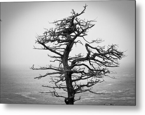 Moody Metal Print featuring the photograph Bare Cypress by Melinda Ledsome