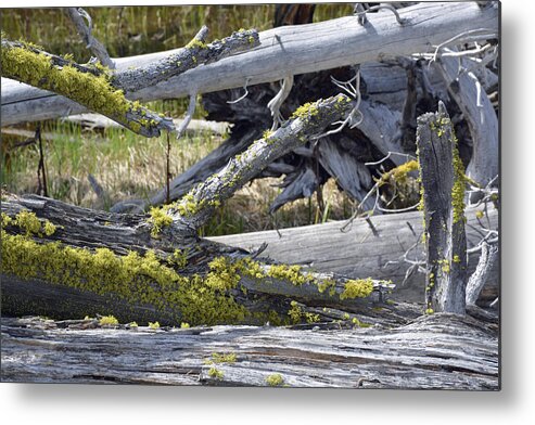 Yellowstone Metal Print featuring the photograph Bare Logs and Lichen in Yellowstone by Bruce Gourley