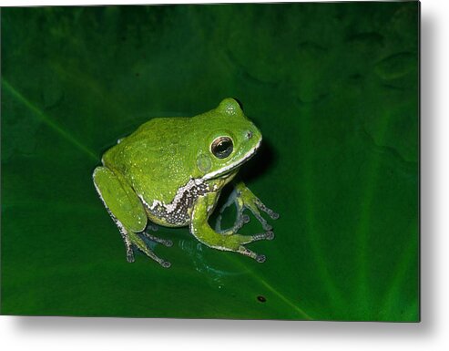 Amphibia Metal Print featuring the photograph Barking Tree Frog by Karl H. Switak